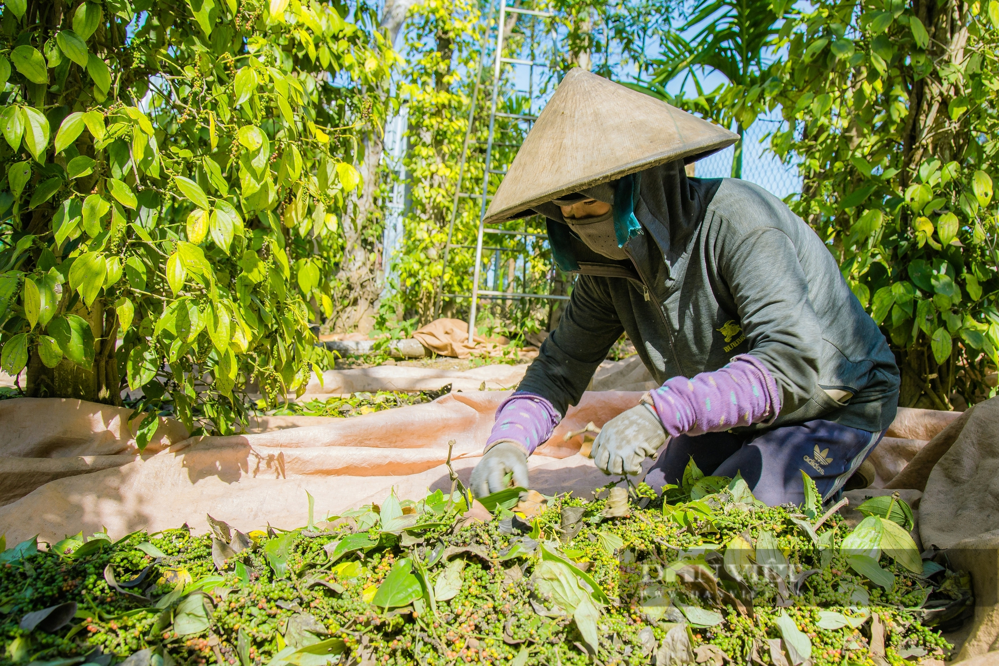 Nỗi buồn vui lẫn lộn của nông dân trồng tiêu tại Đắk Lắk - Ảnh 2.